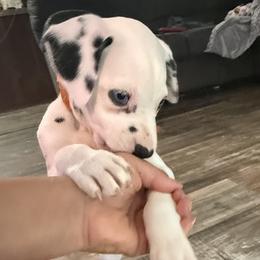 Levi - White and black male Dalmatian puppy in Hastings, Florida from Love My Spotty Dalmatians