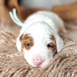 Tawny - Caramel cream female Australian Labradoodle puppy in Decatur, Alabama from Southern Meadows Doodles