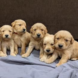 Golden Retriever Puppies from tallpinegoldens@gmail.com