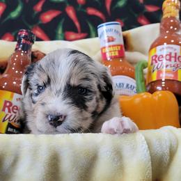 Chipotle - Blue merle female Australian Shepherd puppy in Northfield, New Hampshire from A to Z Australian Shepherds
