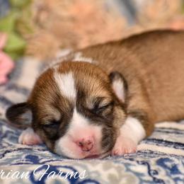Willow - Red female Pembroke Welsh Corgi puppy in East Canton, Ohio from Victorian Farms