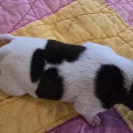 Toy Fox Terrier Puppies from Kitsune