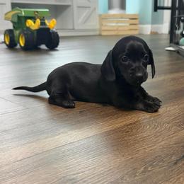 Raven (CKC) - Black female Dachshund puppy in Live Oak, Florida from Johnson’s Weiner Farm