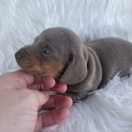 Dachshund Puppies from Dachshund Meadows