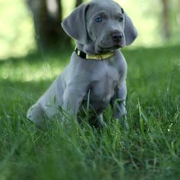 Weimaraner Puppies from Twelve Acre Wood Weimaraners
