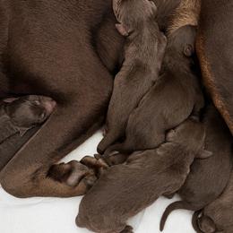 Male 1 - Red and rust male Doberman Pinscher puppy in Moreno Valley, California from House of Paws & Co.