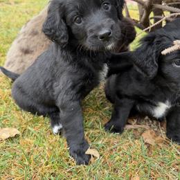 Orange - Black female Golden Aussiedoodle puppy in Chino Valley, Arizona from AZ Stickerdoodles