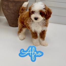 Afro - Red male Cavapoo puppy in Buford, Georgia from Petite Posh Puppies