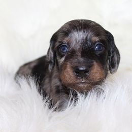 Boy 3 - Blue and tan male Dachshund puppy in Craig, Colorado from Rocky Mountain Shih Tzus and Dry Creek Miniature Dachshunds