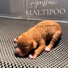 Ranger - Apricot male Maltipoo puppy in Weatherford, Texas from Aprishew Maltipoo