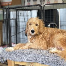 Sugar - Goldendoodle