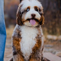 Ginger - Bernedoodle