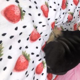 French Bulldog Puppies from Frenchie Empire