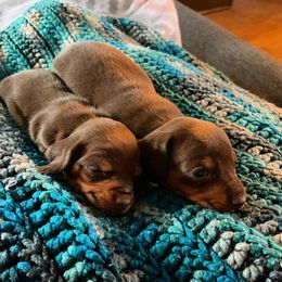 Dachshunds from Bonnie and Clyde Dachshunds