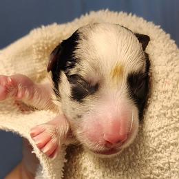 Blue Merle Boy 1 - Blue merle and white male Cardigan Welsh Corgi puppy in Winston, Oregon from There and Back Again Corgis