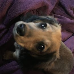 Dachshunds from Edwards’ Dachshunds