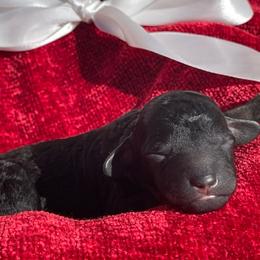 Guinness - Black male Labradoodle puppy in St George, Utah from Terra's Swann's Kennels
