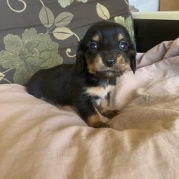 Tramp - Black and tan male Dachshund puppy in Brave, Pennsylvania from Maple Moon Mini Dachshunds