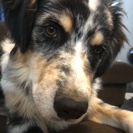 Australian Shepherd All Grown Up from K & R Australian Shepherds