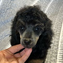 Girl 1 - Phantom Poodle puppy in Bryan, Texas from JRS Poodles