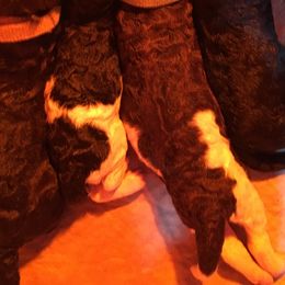 Poodle Puppies from Heart and Soul Standard Poodles