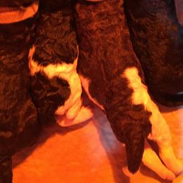 Poodle Puppies from Heart and Soul Standard Poodles