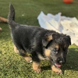 Felix - Black and red male German Shepherd puppy in Charlottesville, Virginia from AB_Elite_GSD