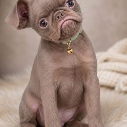 Duckie - Brussels Griffon