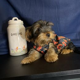 Boy 1 - Black and gold male Yorkshire Terrier puppy in Marion, Indiana from Thomas Terriers