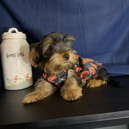 Boy 1 - Black and gold male Yorkshire Terrier puppy in Marion, Indiana from Thomas Terriers