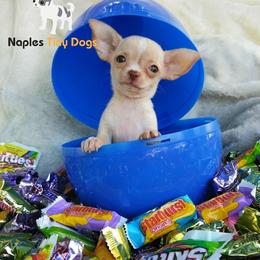 Chihuahua Puppies from Naples Tiny Dogs