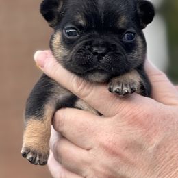 Bulldog and French Bulldog Puppies from MamaNette’s Beautibulls