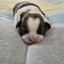 Randy - Gold and white male Shih Tzu puppy in Sevierville, Tennessee from Ridgehaven Shih Tzus