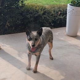 Buddy - Australian Cattle Dog