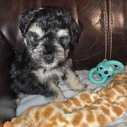 Alister - Black and silver male Miniature Schnauzer puppy in Graham, Washington from Kristy's French Bulldogs & Mini Schnauzers