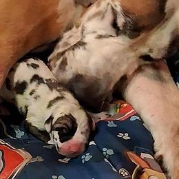 Ellie Mae - Great Dane