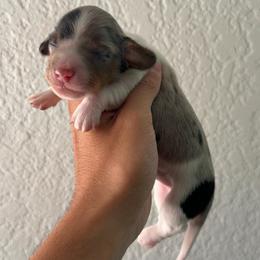 Zen - Dapple male Dachshund puppy in Moreno Valley, California from rdachshunds