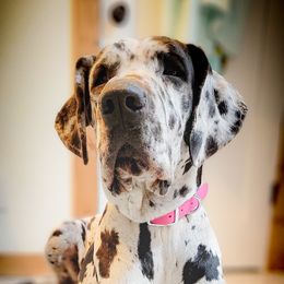 Storm - Great Dane