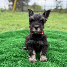 Bo - Black and silver male Miniature Schnauzer puppy in Atoka, Oklahoma from Boggy Depot Cavaliers & Friends