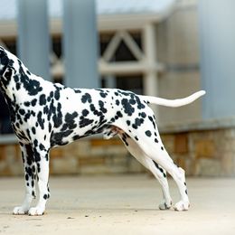 Dalmatian puppies from D'vine Dalmatians