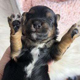 Rudy - Black and tan male Havapoo puppy in Spokane, Washington from Havaluv Puppies