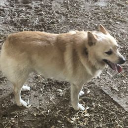 Dodge - Schipperke