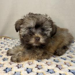 Miniature Schnauzer and Poodle Puppies from LR&R Dog Co.