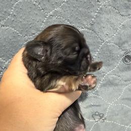 Cashew - Fawn male Pekingese puppy in Clinton, Tennessee from Gracelands Pekingese