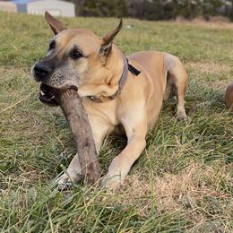 Arya - Fawn female Great Dane puppy in Scottsburg, Virginia from Virginia Great Danes