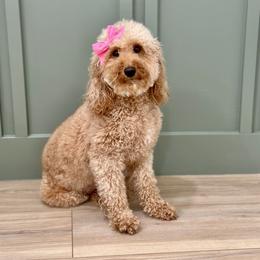 Daphne - Goldendoodle