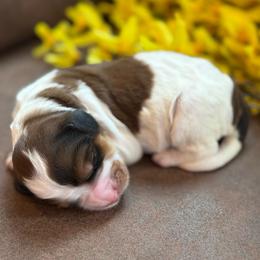 Kosmo - Brown and white male Bernedoodle puppy in Perrysville, Ohio from Pleasant Valley Bernedoodles