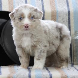 Topaz - Dilute red female Australian Shepherd puppy in Quapaw, Oklahoma from Rocky Hill Aussies