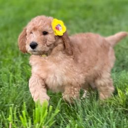 Goldendoodle and Poodle Puppies from Funny Farm Poodles & Doodles