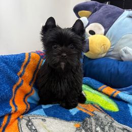 Henry - Black and tan male Yorkshire Terrier puppy in Daleville, Indiana from Monarch Yorkshire Terriers